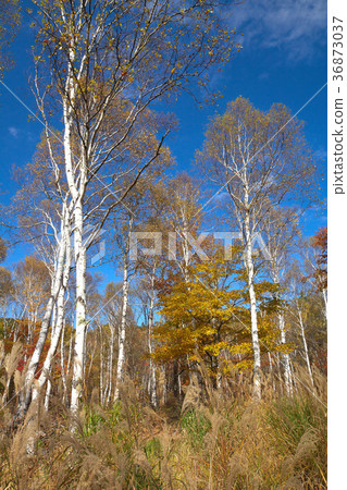 Yachiho Kogen Small diameter of autumnal birch 36873037