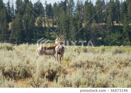 Yellowstone National Park Yellowstone National Park 36873246