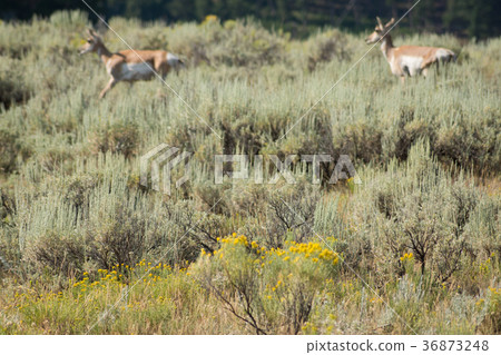 黃石國家公園 36873248