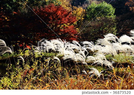 Ssu,秋葉,石垣公園 Ssu,秋葉,石垣公園 36873520