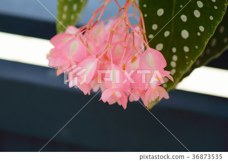 Begonia flowers 36873535