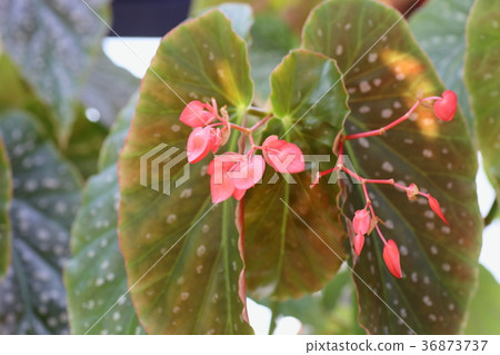 Begonia flowers 36873737