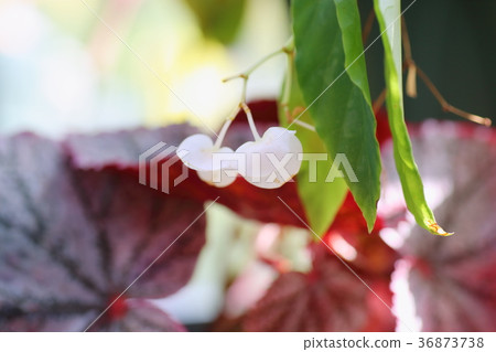 Begonia flowers 36873738