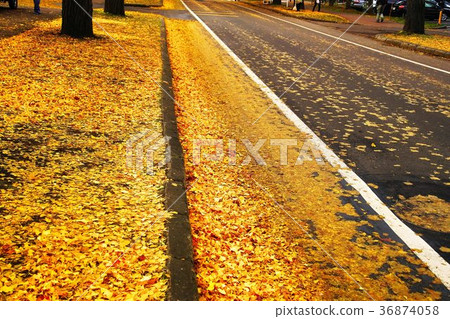 Beautiful Hokkaido University Ginkgo Tree Beautiful Hokkaido University Ginkgo Tree 36874058