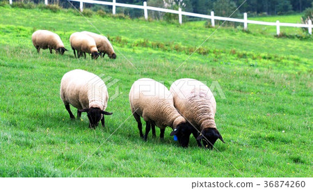 Hokkaido sheep Hokkaido sheep 36874260