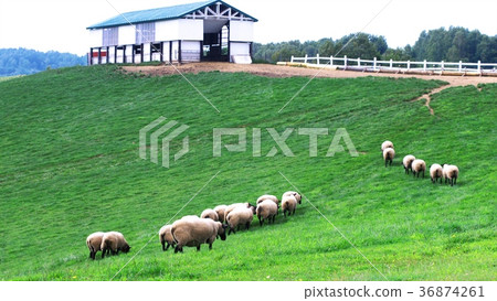Hokkaido sheep Hokkaido sheep 36874261