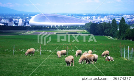 Hokkaido sheep 36874277
