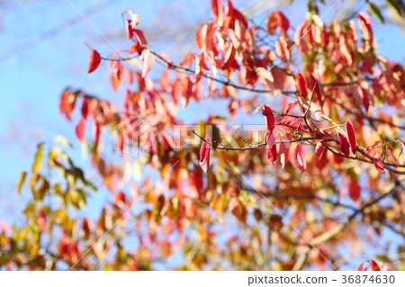 Mayumi autumn leaves Mayumi autumn leaves 36874630