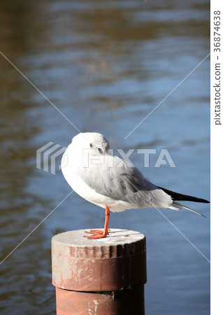 Winter gull Winter gull 36874638
