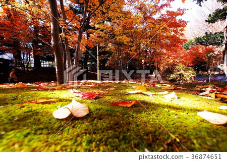 在深秋的夜光閃閃發光 36874651