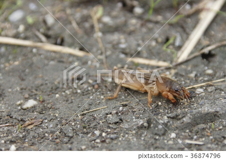 Okera Okera 36874796