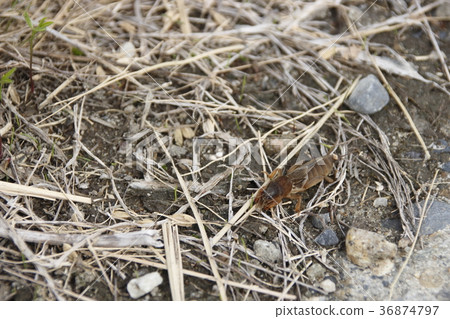 Okera Okera 36874797