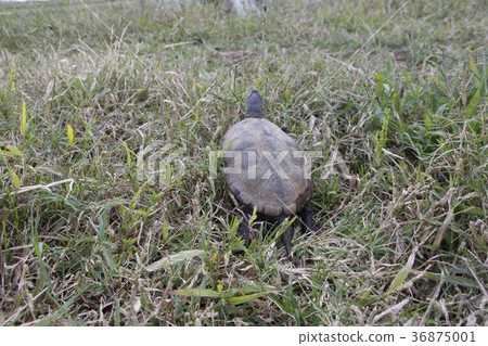 A turtle 36875001