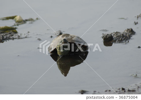 A turtle 36875004