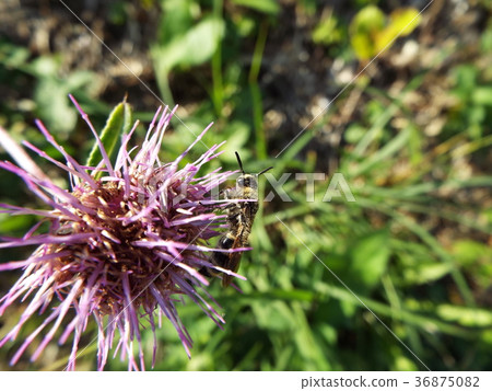 薊和蜜蜂 36875082