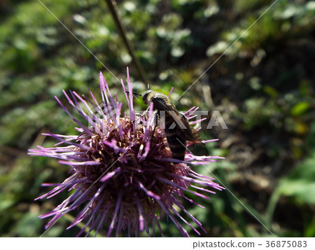 Thistle and Bee 36875083