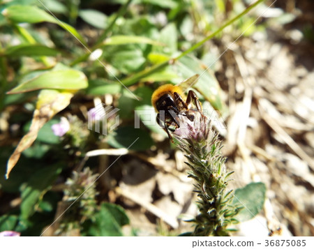 A bee A bee 36875085