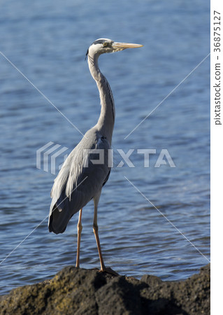 Gray heron 36875127