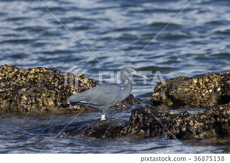 Kurosagi Kurosagi 36875138