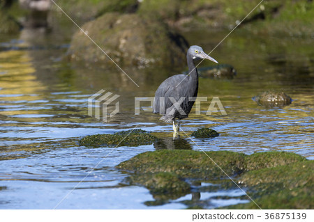 Kurosagi Kurosagi 36875139