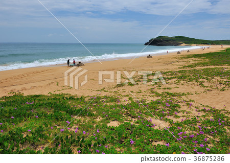 臺灣,澎湖,馬鞍藤,花,沙灘,海,天,水,海邊,海灘,清新 36875286