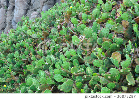 臺灣,澎湖,植物,仙人掌,花,沙灘,莿,海邊,海灘,清新,新鮮,自然 36875287