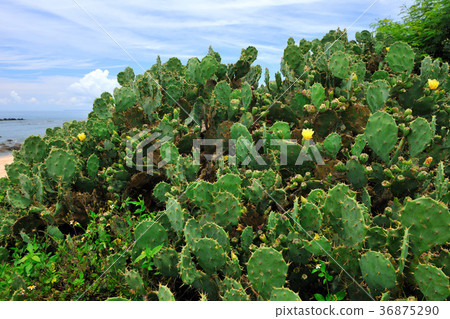 臺灣,澎湖,植物,仙人掌,花,沙灘,莿,海邊,海灘,清新,新鮮,自然 36875290