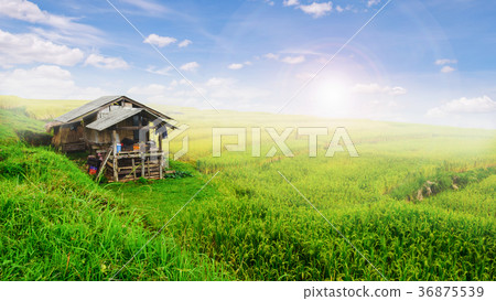 Green Terraced Rice Field in Chiangmai, Thailand Green Terraced Rice Field in Chiangmai, Thailand 36875539