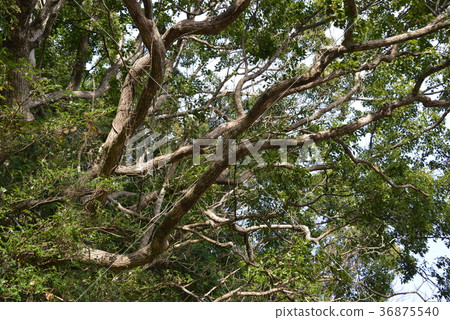 A branch of a camphor tree A branch of a camphor tree 36875540
