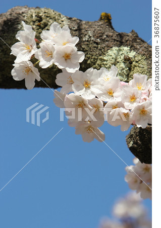 吉野櫻花樹 36875607