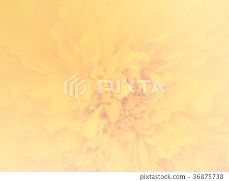 Closeup marigold flower 36875738