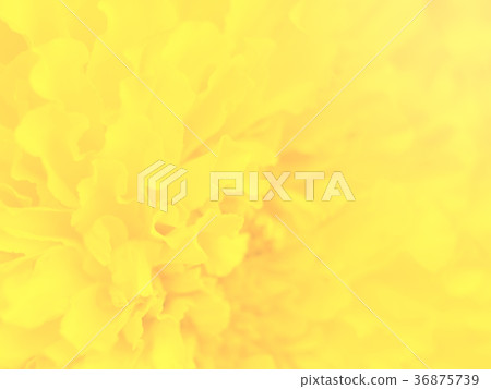 Closeup marigold flower Closeup marigold flower 36875739