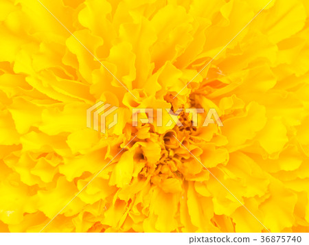 Closeup marigold flower Closeup marigold flower 36875740