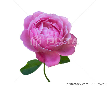 Closeup pink rose isolated on white background 36875742