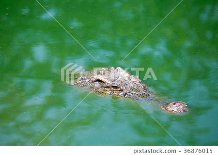 a crocodile float in marsh at tropical forest 36876015