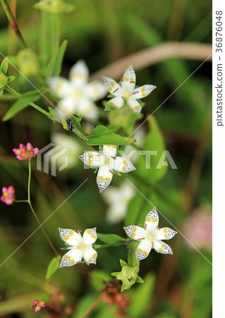 Akebonosou 02 Akebonosou 02 36876048