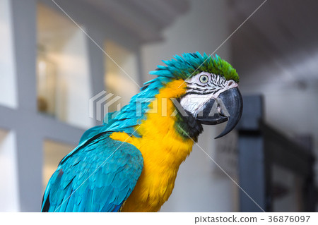 图库照片 blue and yellow macaw parrot portrait