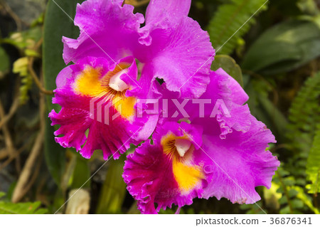 Cattleya Cattleya 36876341