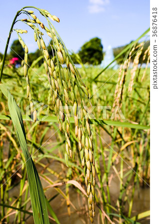 Rice stalk. Rice stalk. 36876418