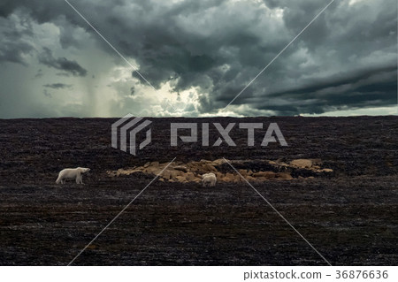 Polar bear mother and baby in Svalbard 36876636