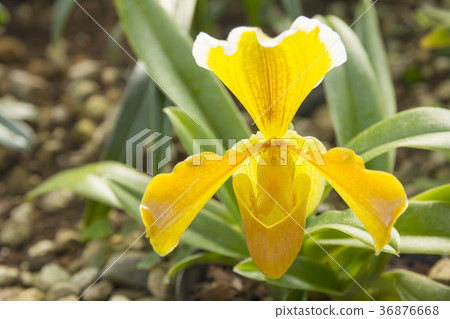 Paphiopedilum Paphiopedilum 36876668