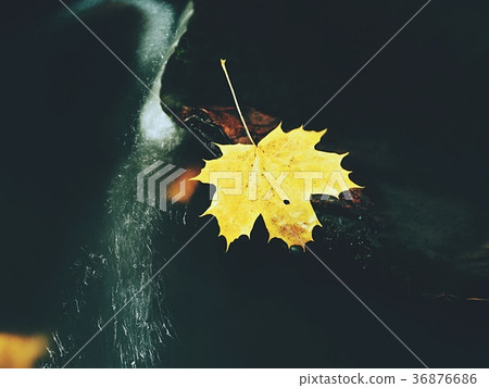 Rotten maple leaf on basalt stone in dark water 36876686