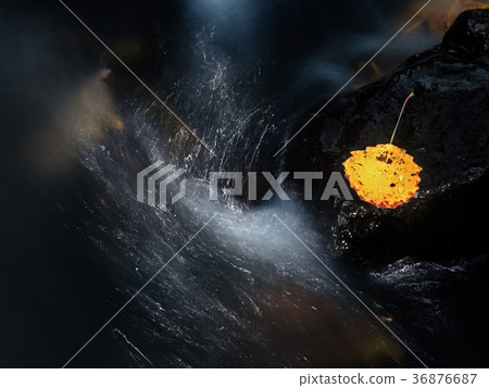 Yellow broken alder leaf in brook. Fallen leaf 36876687