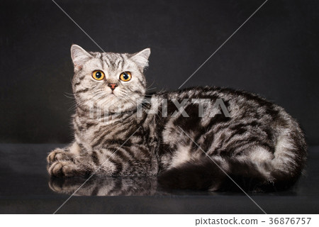 British tabby shorthair young cat with yellow eyes British tabby shorthair young cat with yellow eyes 36876757