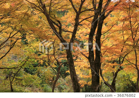 Autumn leaves of Inari Shimokoen 36876802