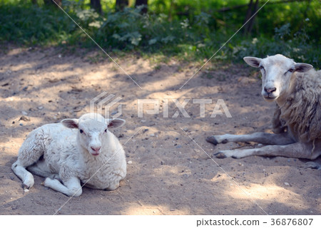 Sheeps Sheeps 36876807