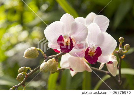 Moth orchids Moth orchids 36876970