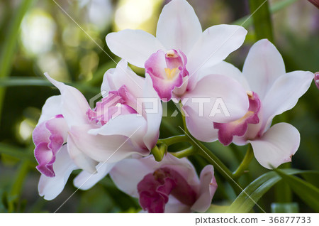 Cymbidium 36877733