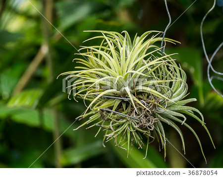tillandsia air plant. 36878054