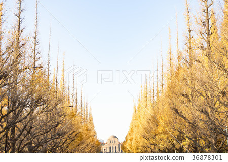 Meiji Jingu Gaien ginkgo tree-lined autumn leaves Meiji Jingu Gaien ginkgo tree-lined autumn leaves 36878301